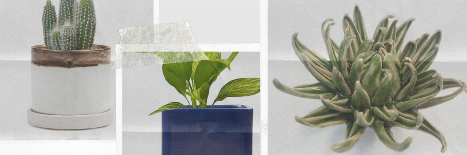 Chive, fondée en 2004, est célèbre pour ses vases et cache-pots innovants. Présente chez 6 000 détaillants et dans tous les musées nord-américains, la marque se distingue par son design unique et ludique.