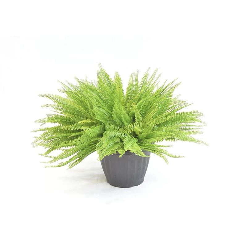 https://www.nuspace.ca/cdn/shop/products/selection-nuspace-fausse-plante-fougere-grande-30897479778369_800x.jpg?v=1677175972