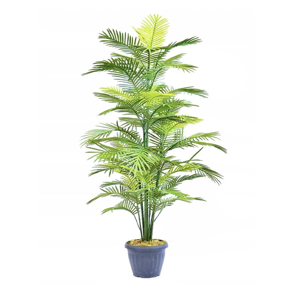 Sélection Nüspace Palmier Robellini, fausse plante, 6'