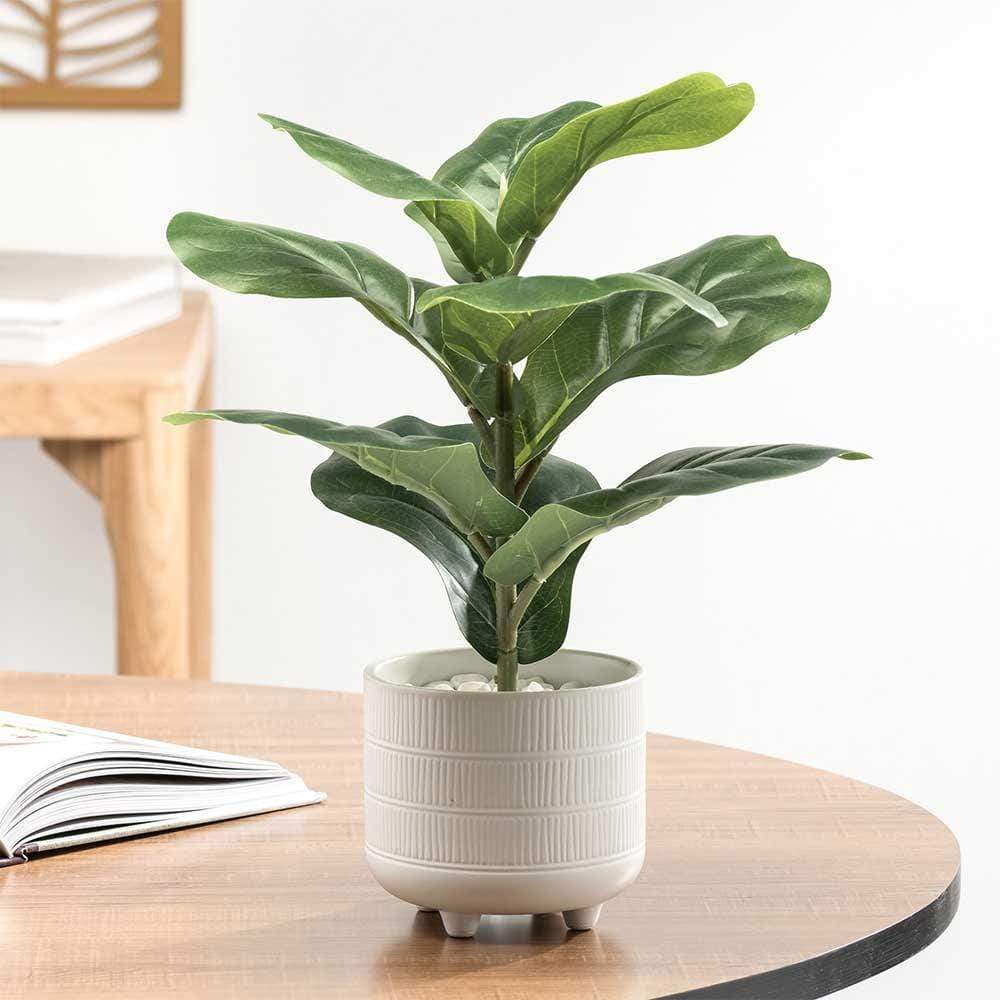 Égayez votre espace avec cette fausse plante de feuille de figuier plus vraie que nature. Placée dans un charmant pot en céramique blanc mat et recouverte de galets blancs